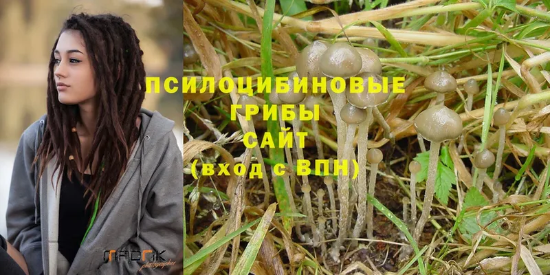 Псилоцибиновые грибы Psilocybine cubensis  даркнет сайт  Солигалич 